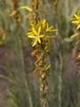 Asphodeline lutea Złotnica żółta